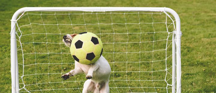 A small dog jumps and hits a yellow soccer ball with its head, while playing in a green field. The ball is in front of the dog's face as both are mid-air in front of a mini soccer goal.